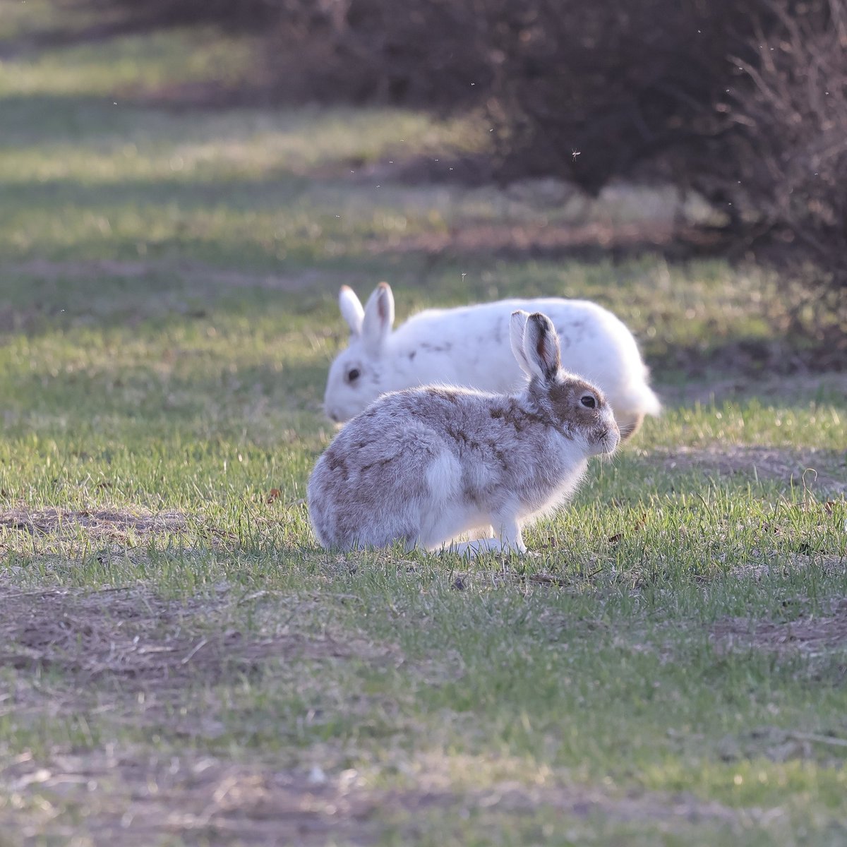 びえいハスカップファーム tweet media