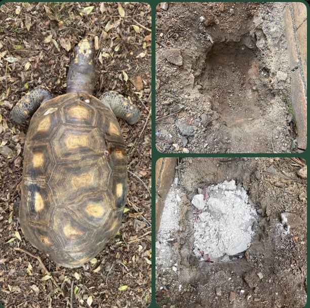 José Bravo tweet media