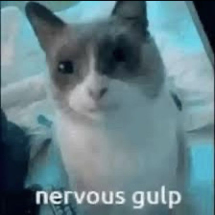 iris !!! tweet media