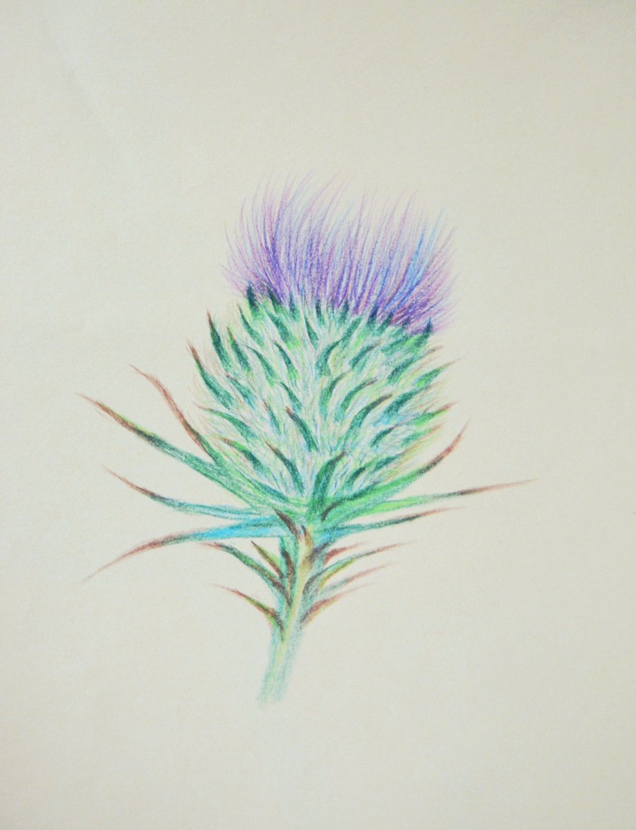 futurepost0's tweet image. Movement #thistle #colouredpencil #drawing #nature