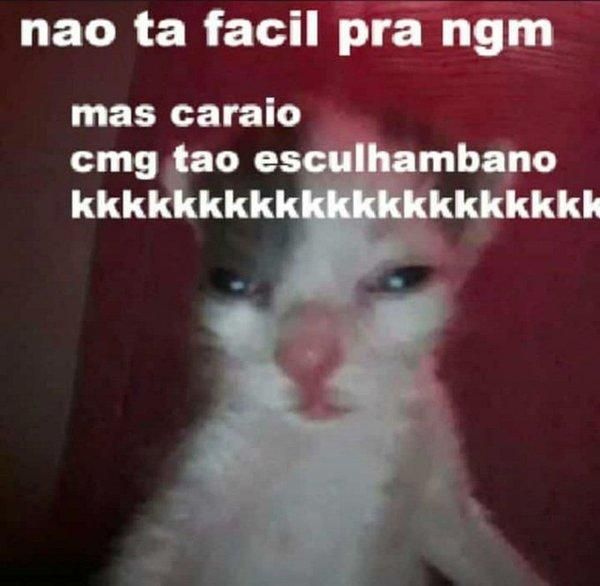 memes extremamente horríveis (ou bons) (@memes_horriveis) on Twitter photo 