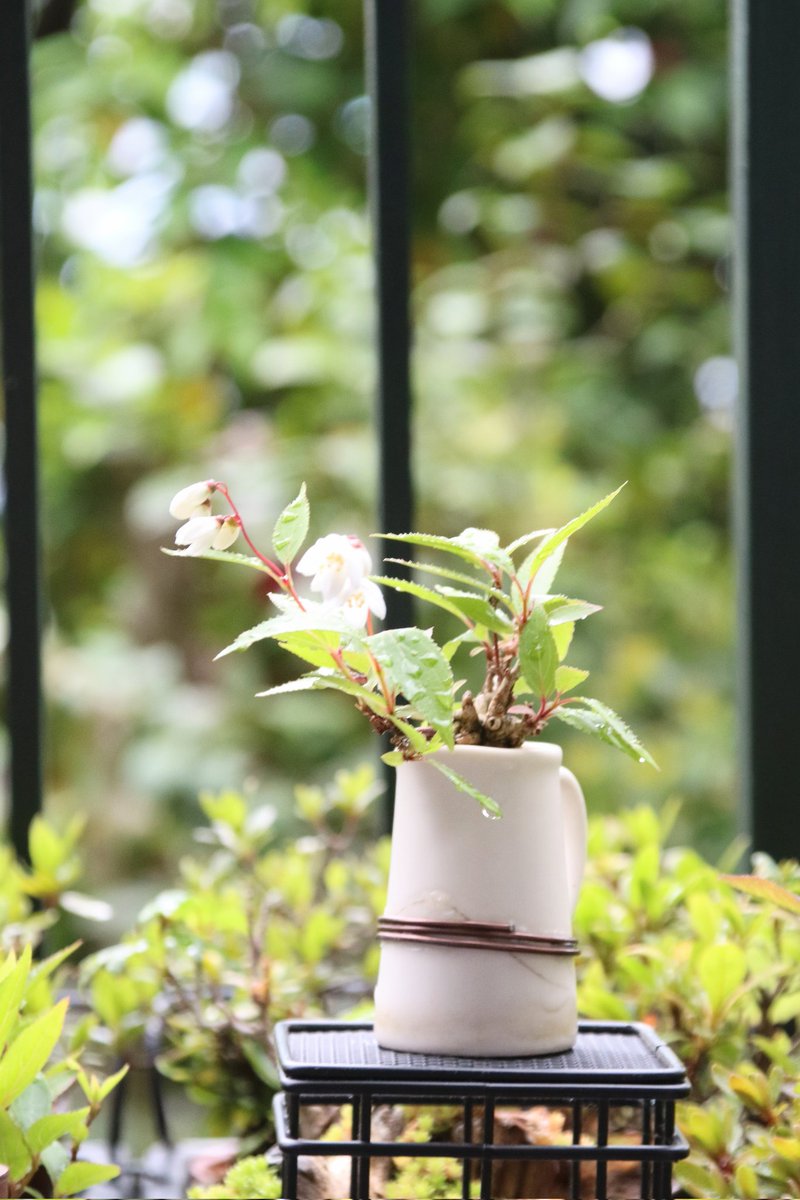 kinsyo826's tweet photo. 100キン穴加工鉢
割れてまた修理、、、
#ミニ盆栽
#自作鉢
#minibonsai https://t.co/QUxNZtUkO6
