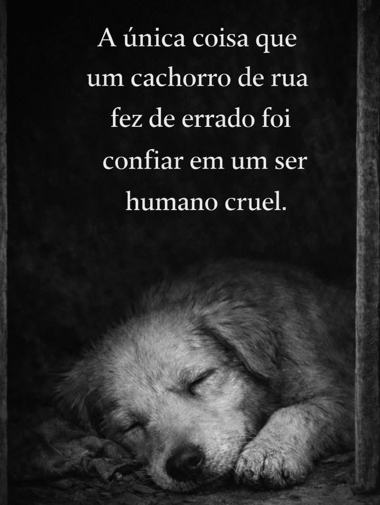 Ele só queria carinho… mas encontrou crueldade.
Um cachorro de rua nunca erra por confiar — quem erra é quem trai essa confiança.

#ChegaDeMausTratos