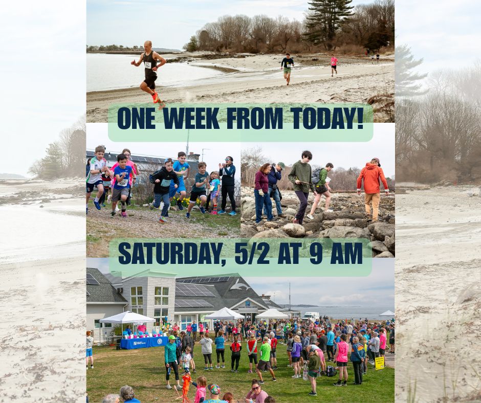 SeacoastSciCtr's tweet image. 🏃🦭 ONE WEEK AWAY... Rescue Run Race Day! Join us for our #5K trail run/walk, kids' fun runs, raffles, awards, and beach cleanup with @BlueOceanSoc. All proceeds from the day benefit our SSC Marine Mammal Rescue program. Sponsored by @MVSBank.  seacoastsciencecenter.org/rescue-run