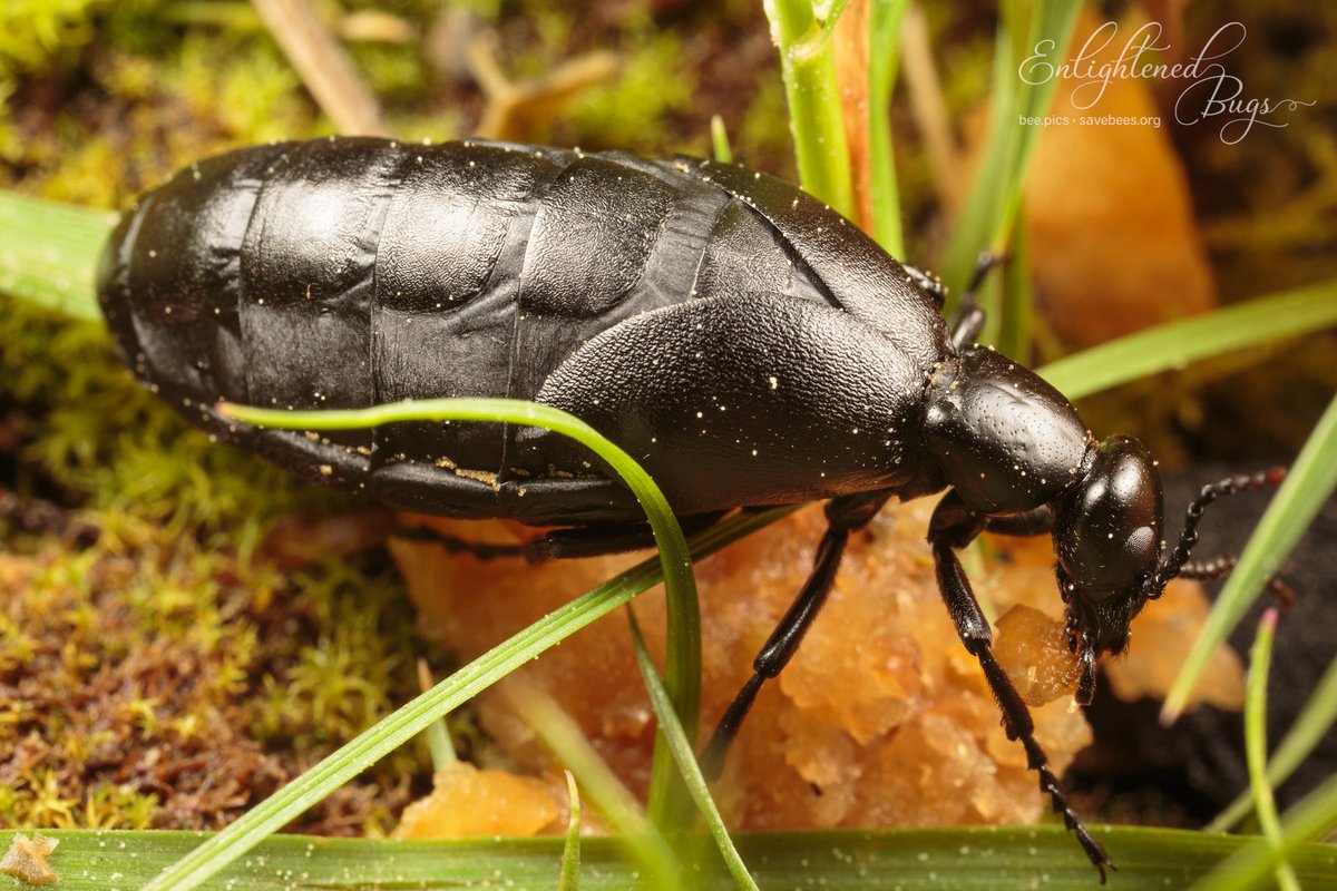 Save Bees tweet media