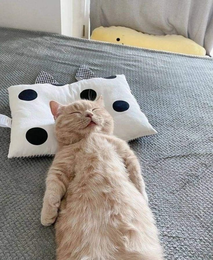 Cats all the way tweet media