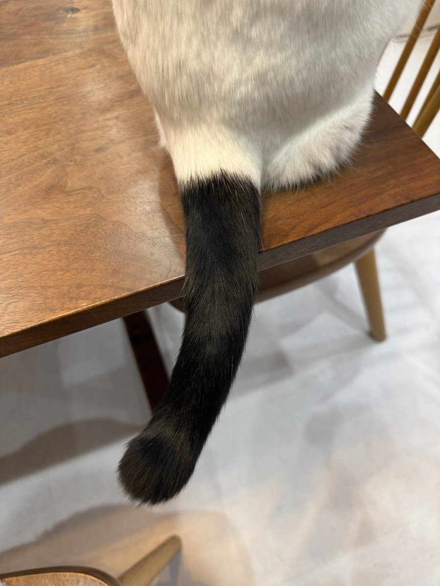 omochi_nam01's tweet photo. 根元でバッキリ色が分かれた猫のしっぽが好きすぎる https://t.co/76ypDgEG1s