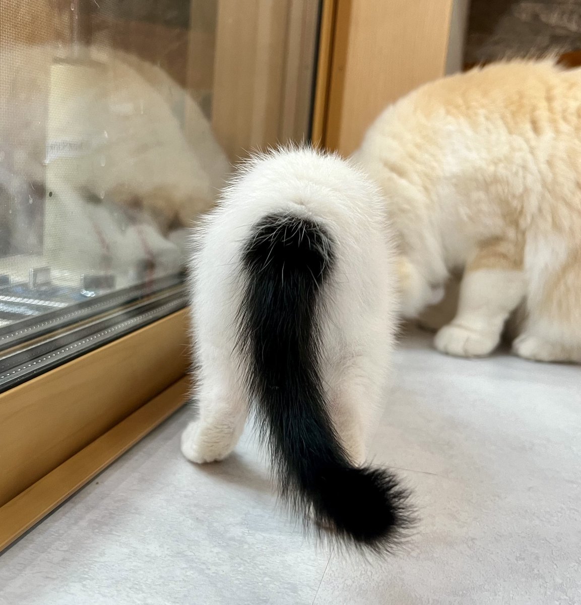 根元でバッキリ色が分かれた猫のしっぽが好きすぎる