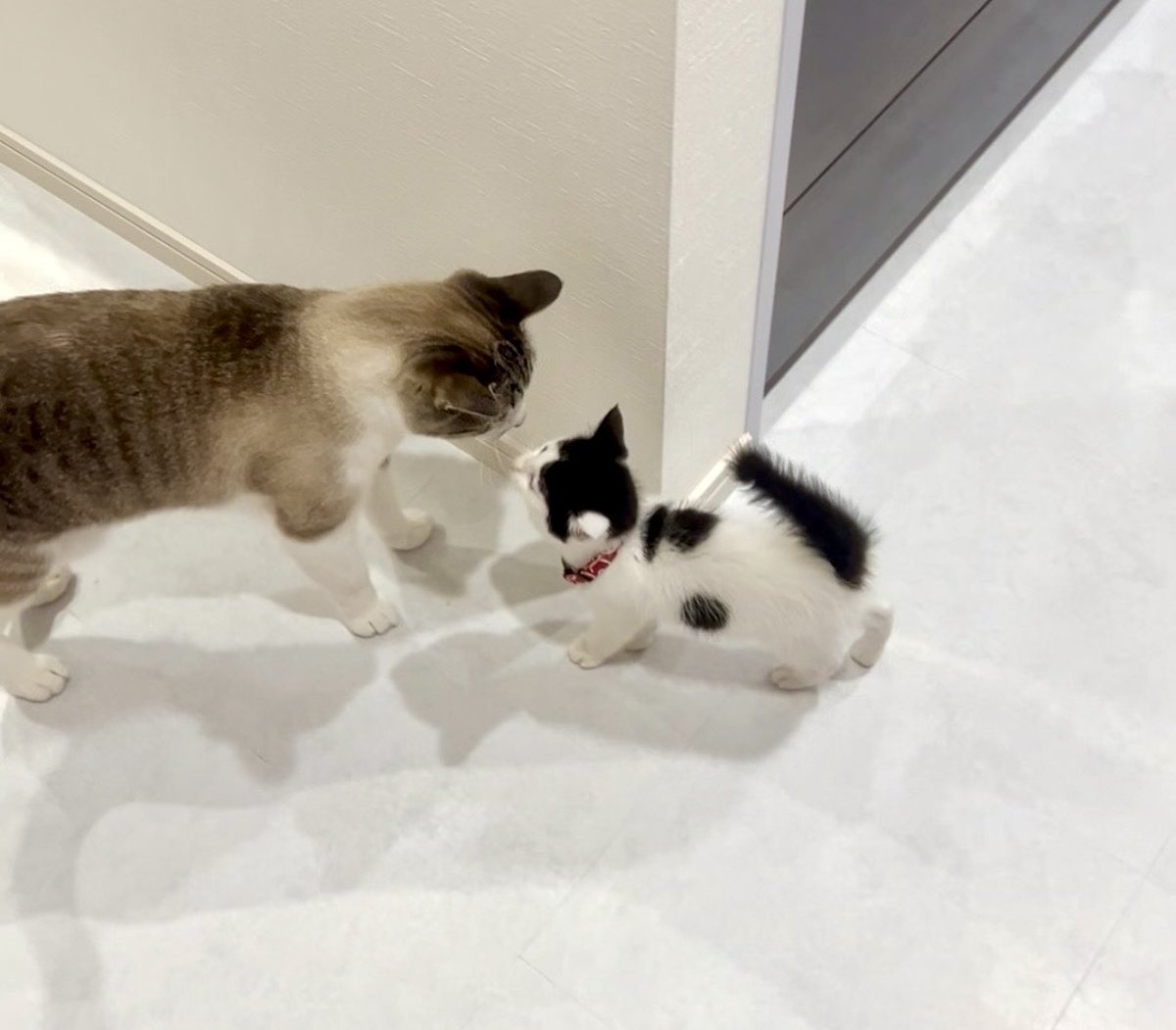 根元でバッキリ色が分かれた猫のしっぽが好きすぎる