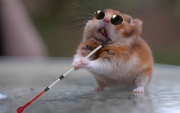 Piloto Memes Latino tweet media