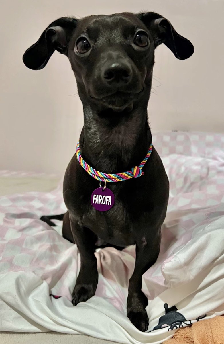 boa noite, a farofa quer mostrar a coleira nova dela. ela tá bonita?