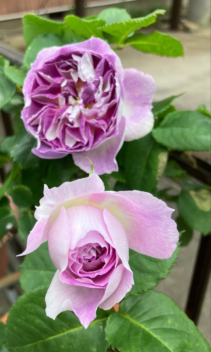 3匹のダックス🌈虹組さん💕✨🐶🐶🐶 tweet media