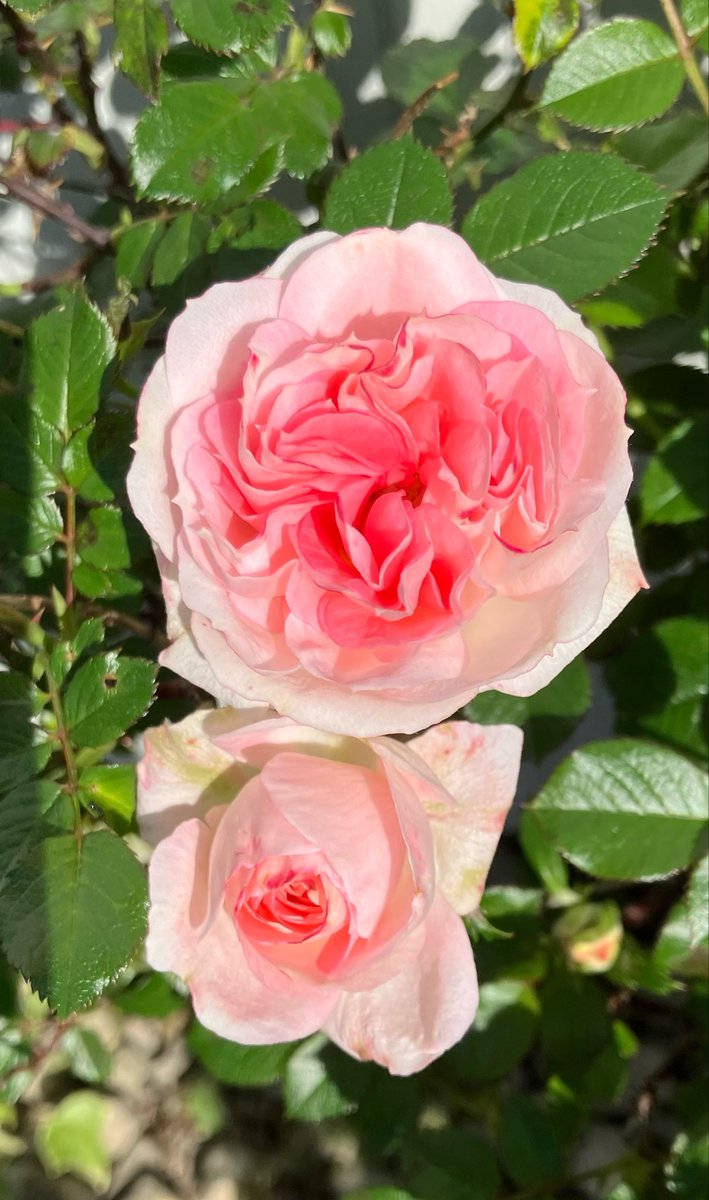 3匹のダックス🌈虹組さん💕✨🐶🐶🐶 tweet media