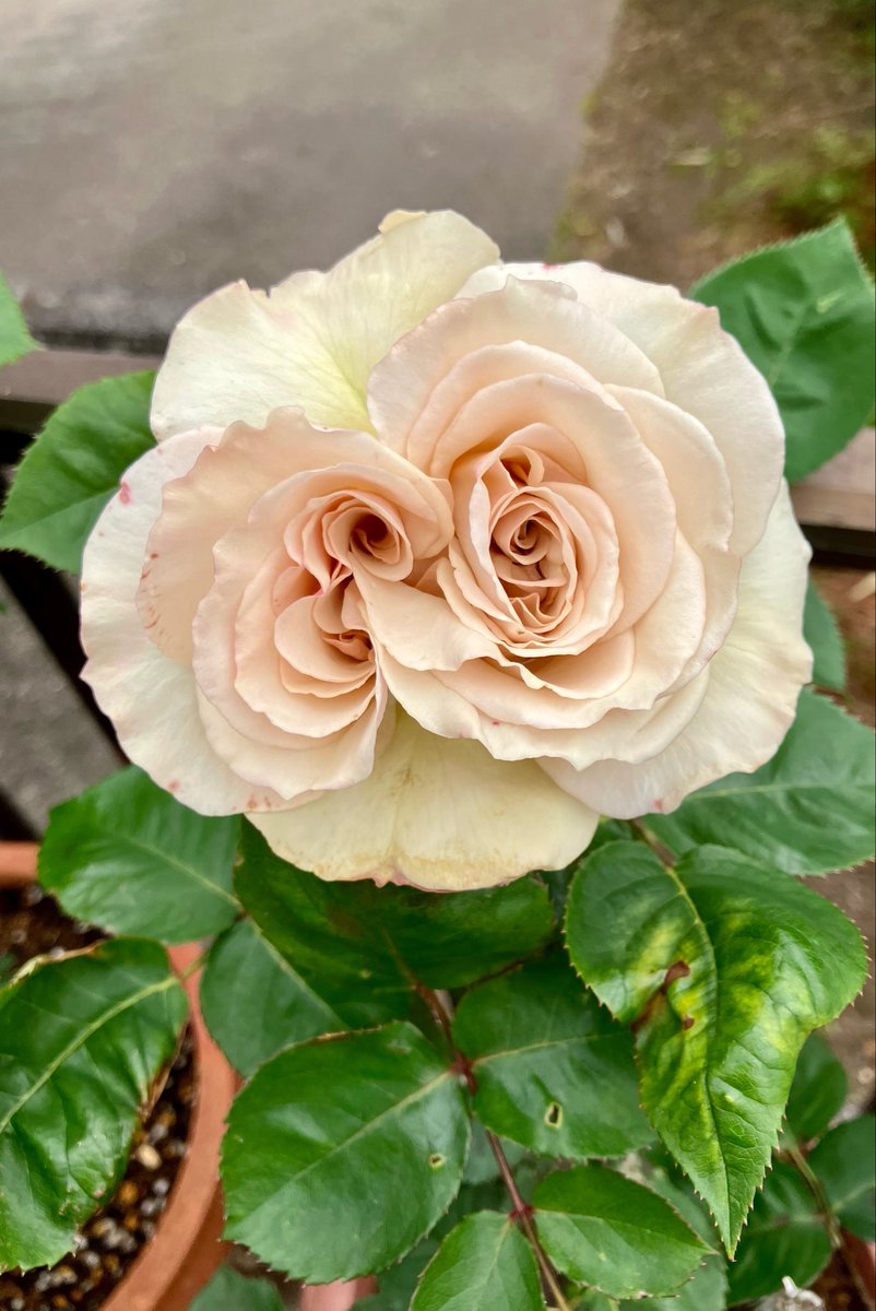 3匹のダックス🌈虹組さん💕✨🐶🐶🐶 tweet media