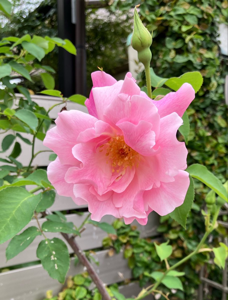 3匹のダックス🌈虹組さん💕✨🐶🐶🐶 tweet media