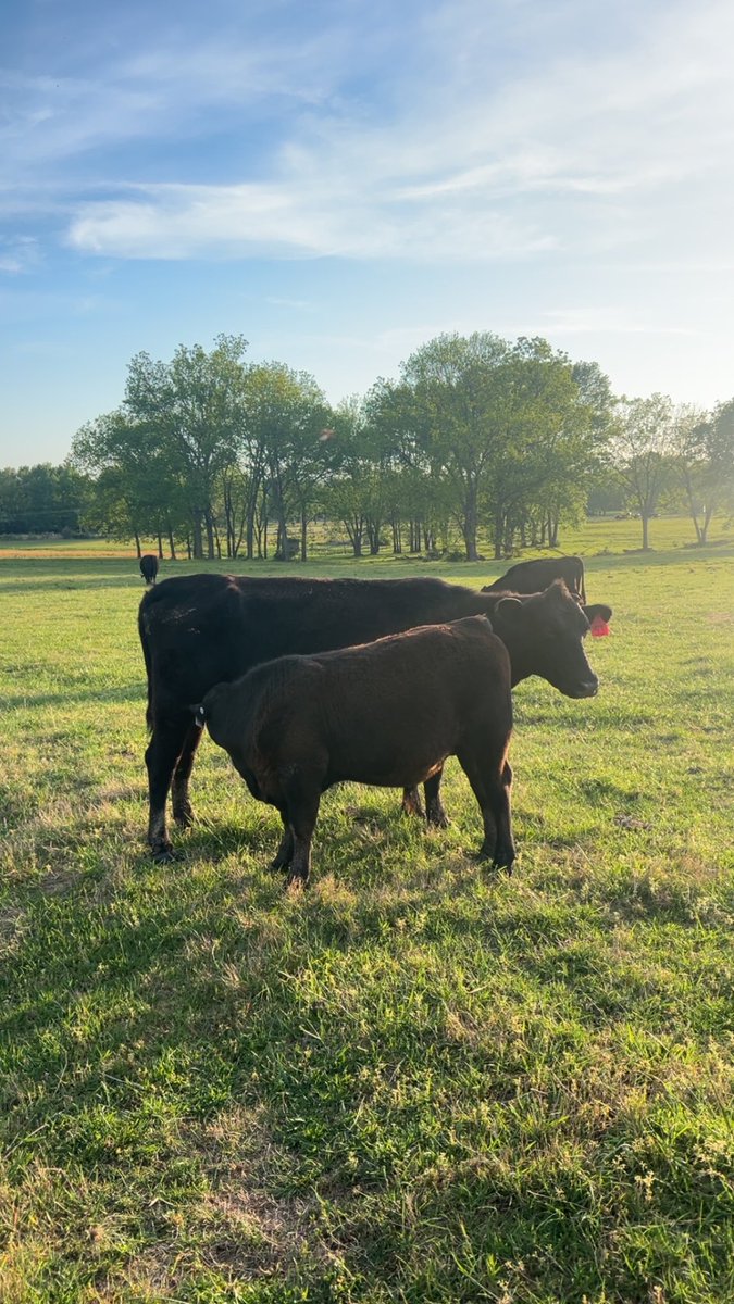Carter_Cattle's tweet photo. One of those heifers we couldn’t get $1500 for a few years ago. Raising a pretty good fall calf https://t.co/ATWlbZnTzT