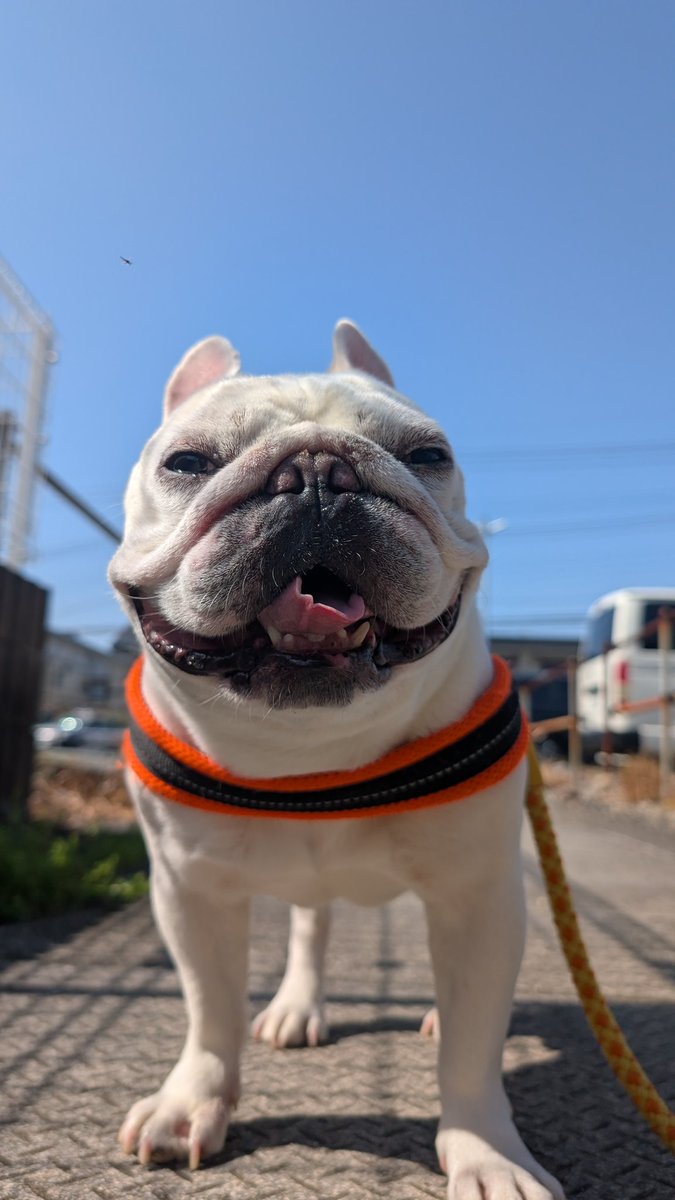 てる🐽 tweet media