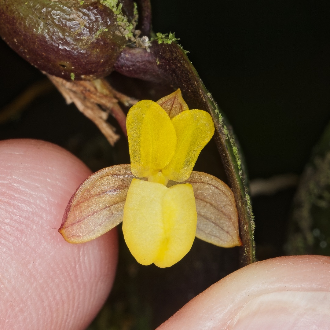 Kurt Metzger tweet media