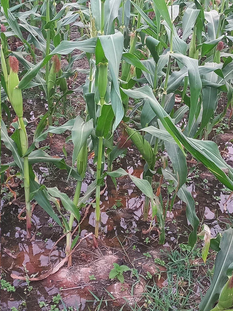 🇳🇵🇳🇵दिपक🇳🇵🇳🇵 tweet media