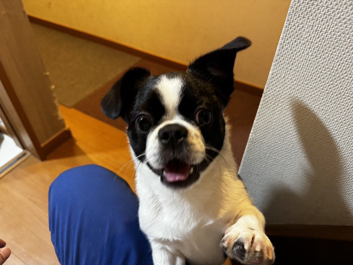 ぷくぴさ tweet media