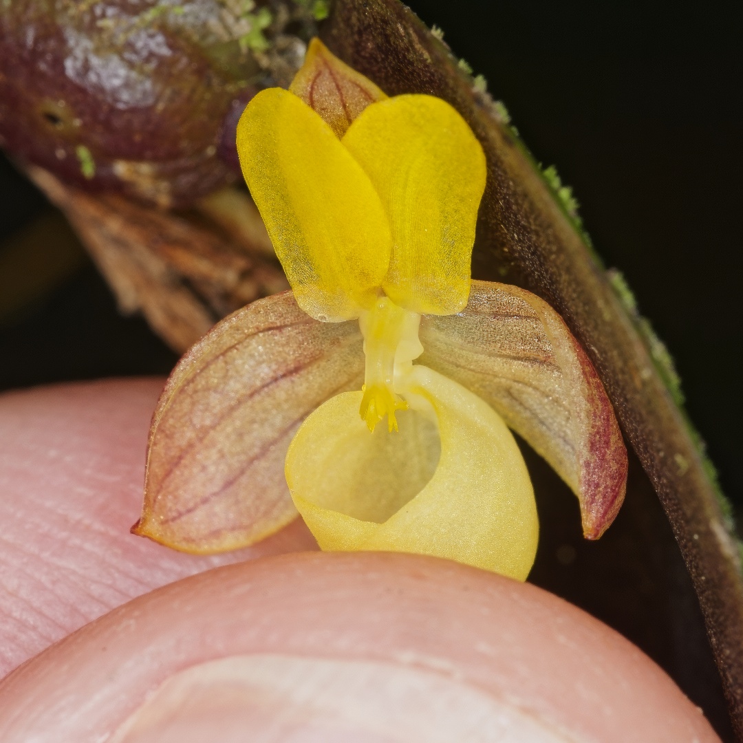 Kurt Metzger tweet media