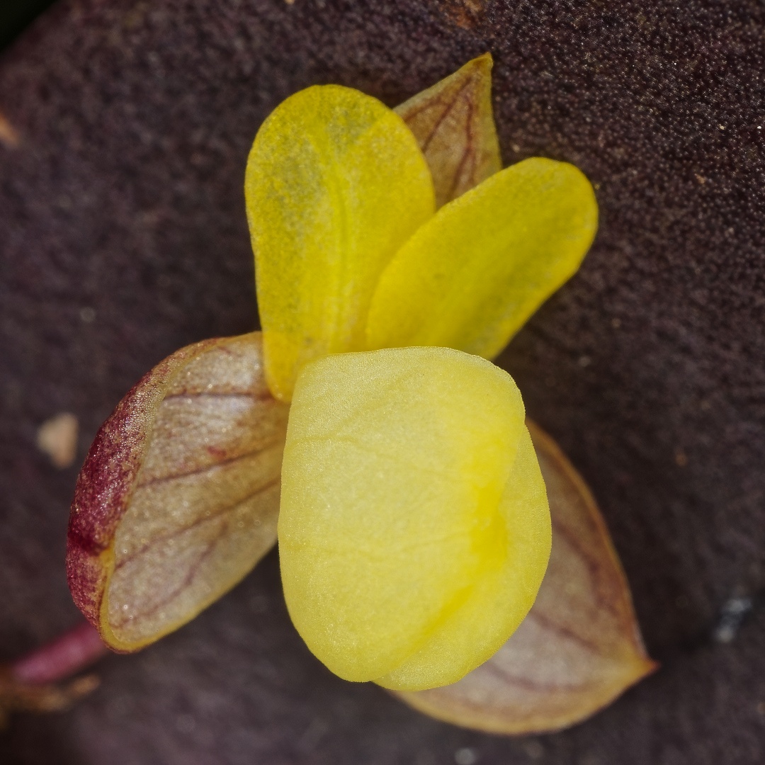 Kurt Metzger tweet media