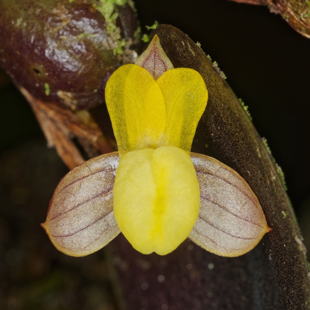 Kurt Metzger tweet media