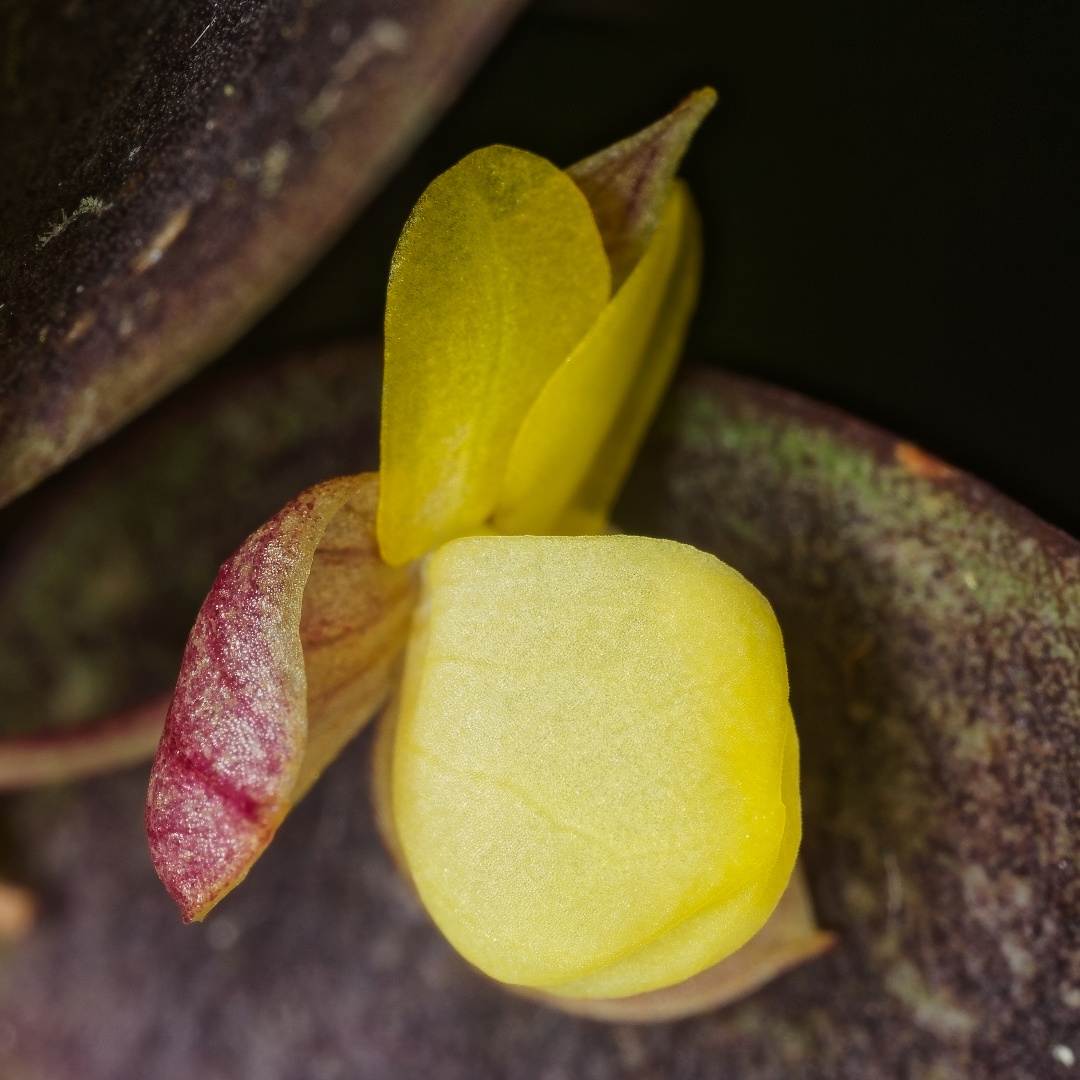 Kurt Metzger tweet media