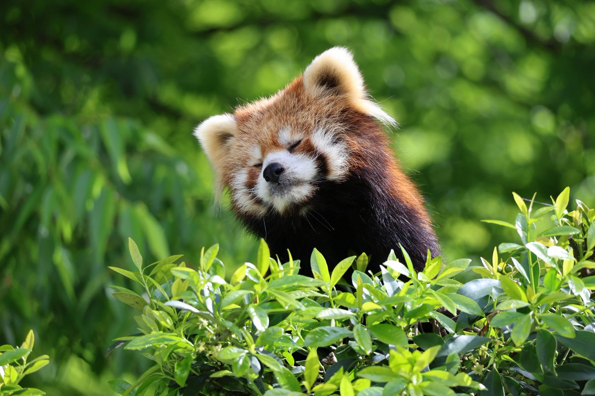 今週からレッサーパンダのいえにお引越ししたモッチーくん。
本日は屋外運動場に出ています。

#鯖江市西山動物園
#レッサーパンダ
#モッチー