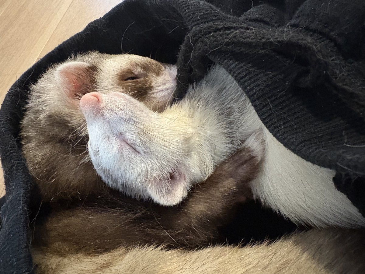 まいち tweet media