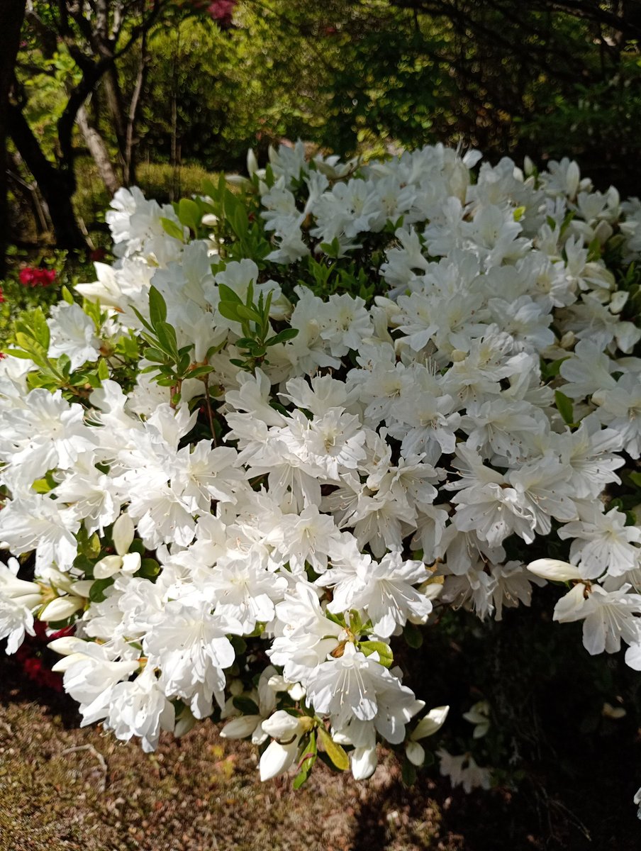 iciguakari's tweet image. ツツジ。
純白の美しさにおののいて…
雨がようやく上がり
薄曇りの朝です。

白躑躅日に透くあたり来世見ゆ
都筑智子
#キリトリセカイ
#俳句