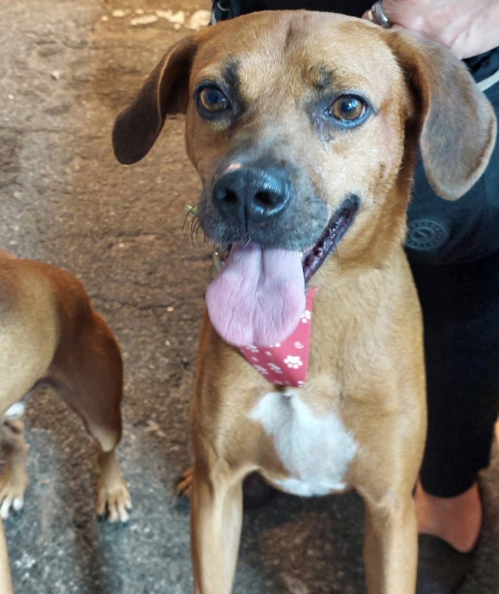 Abrigo João Rosa tweet media