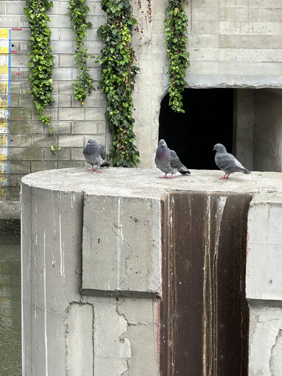 リュウ tweet media