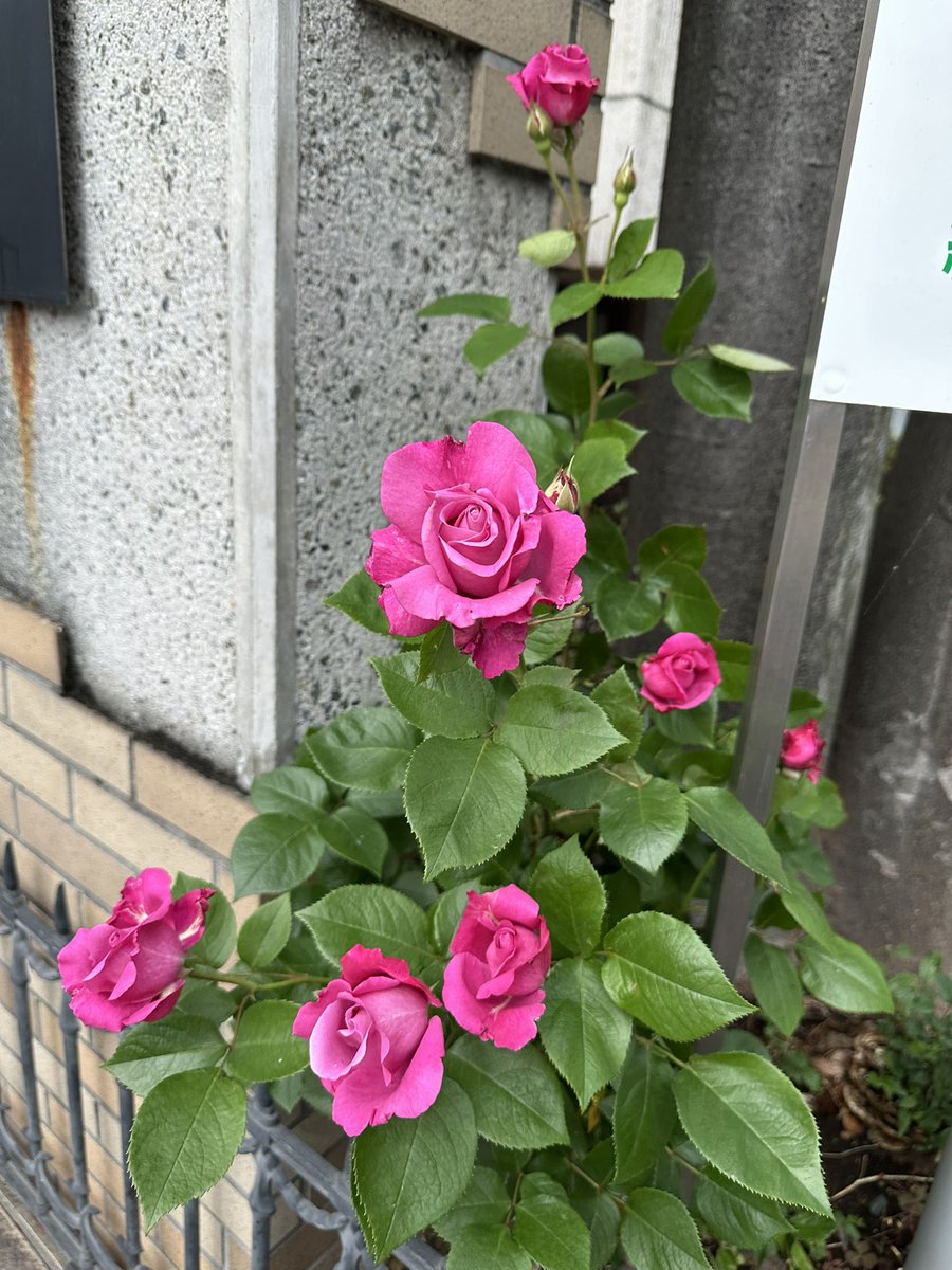 リュウ tweet media