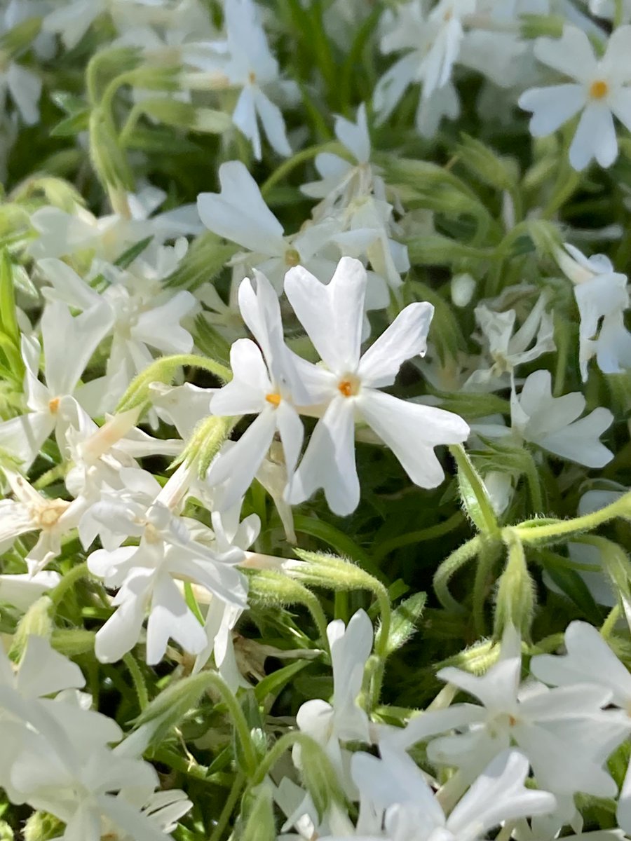 moremore tweet media