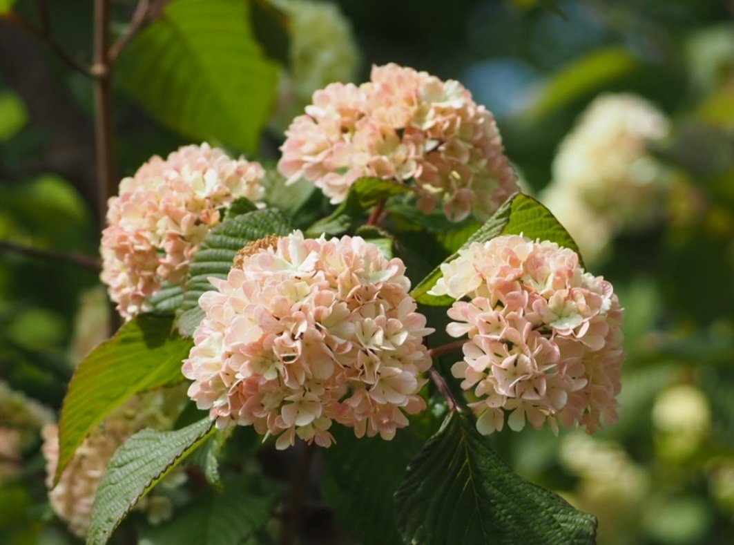 aihyck12's tweet image. 4月19日(日)

#郷土の森博物館
#オオデマリ
#OLYMPUS