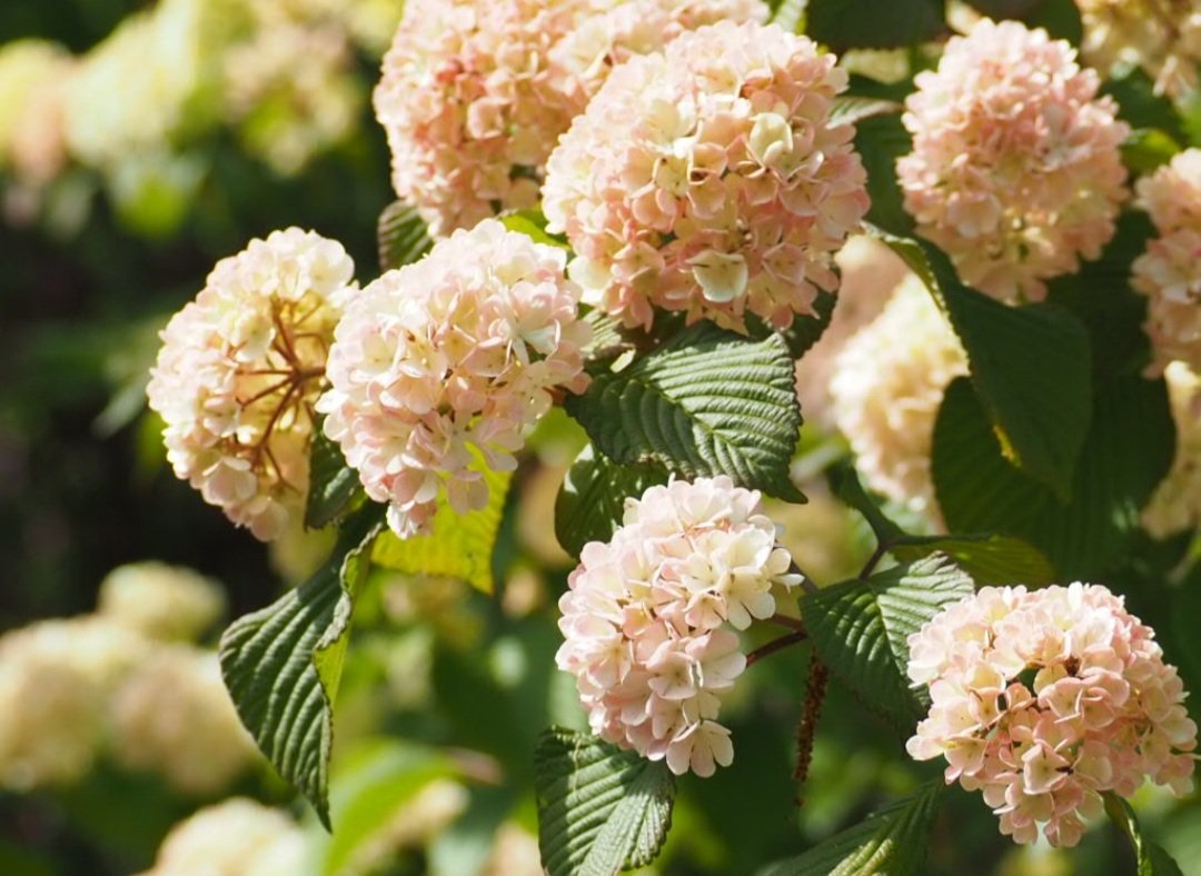 aihyck12's tweet image. 4月19日(日)

#郷土の森博物館
#オオデマリ
#OLYMPUS