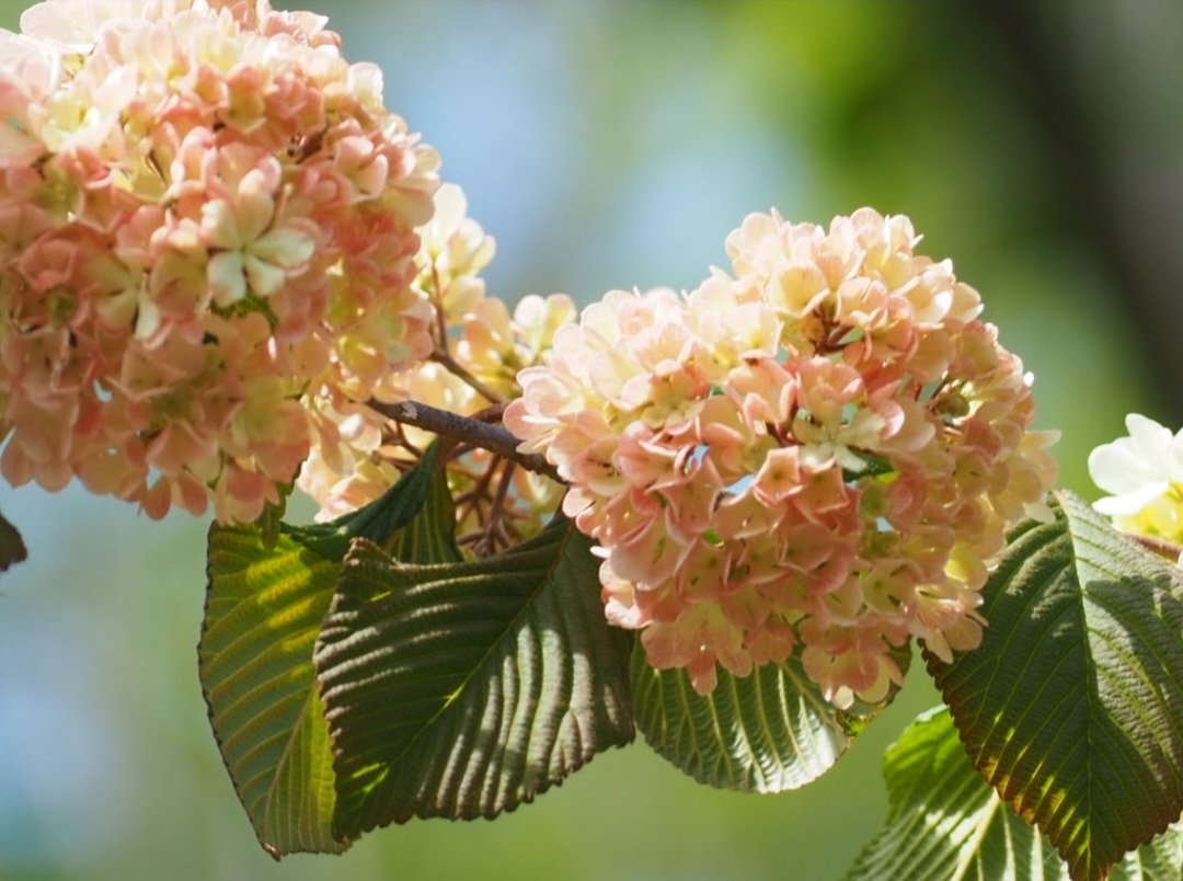 aihyck12's tweet image. 4月19日(日)

#郷土の森博物館
#オオデマリ
#OLYMPUS