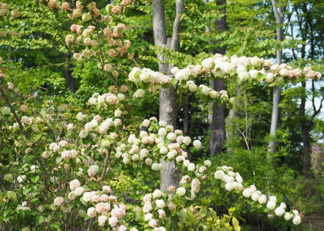 aihyck12's tweet image. 4月19日(日)

#郷土の森博物館
#オオデマリ
#OLYMPUS