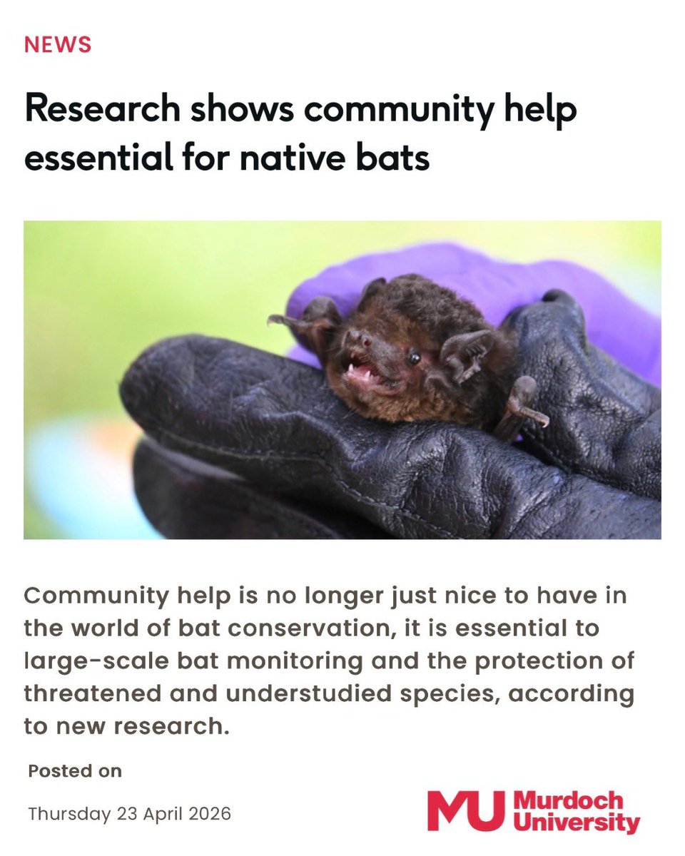 AusBats's tweet image. 🦇MEDIA
“Research shows community help essential for native bats”
Murdoch University.

Thank you to all the wonderful citizen scientists contributing valuable data to bat research!

Read here-
murdoch.edu.au/news/articles/…
#ausbats #bats #batresearch