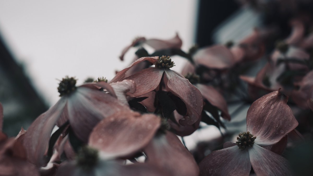 𝙢𝙞𝙞 tweet media