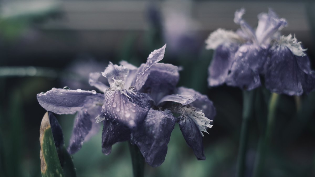 𝙢𝙞𝙞 tweet media