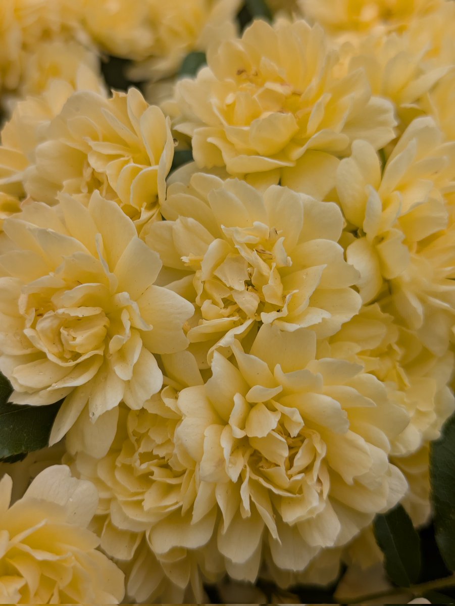 たまら tweet media