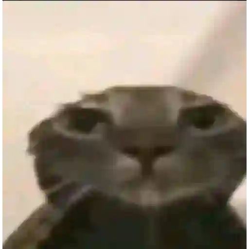 lele tweet media