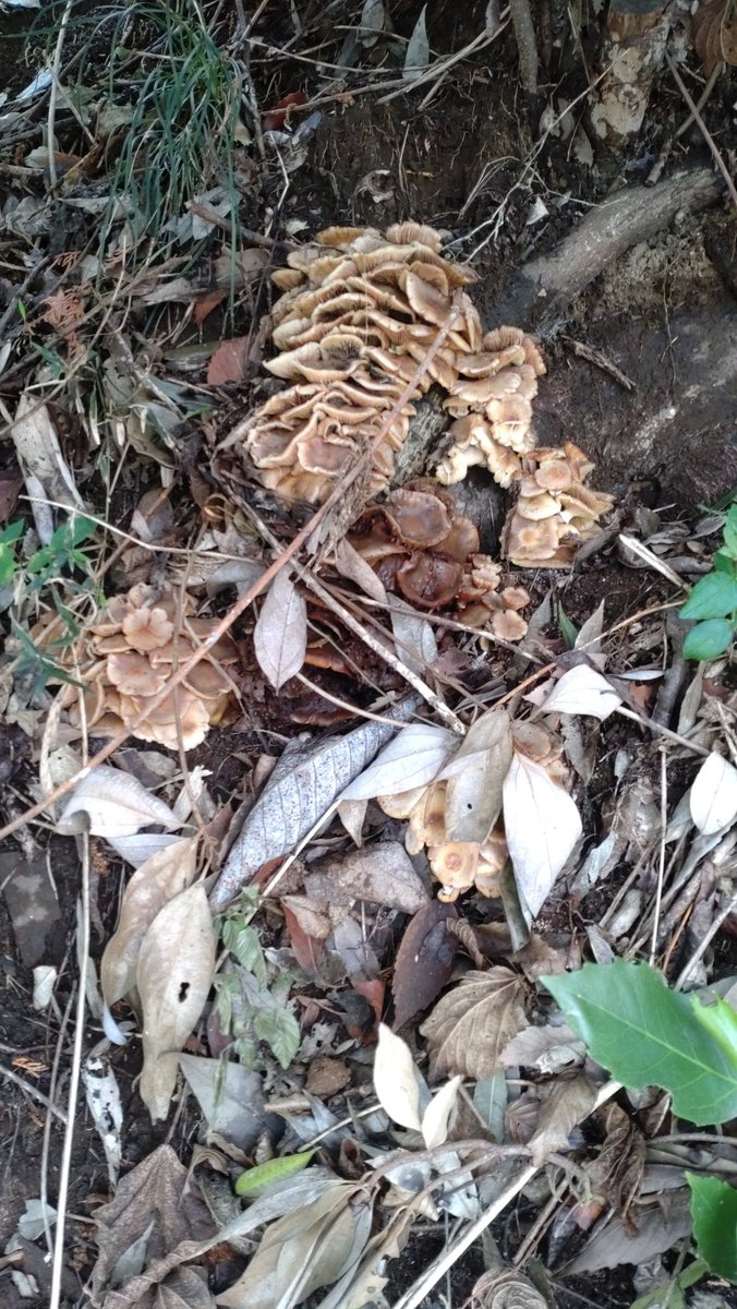 TK-47@カラシニコミ（タク🔧） tweet media