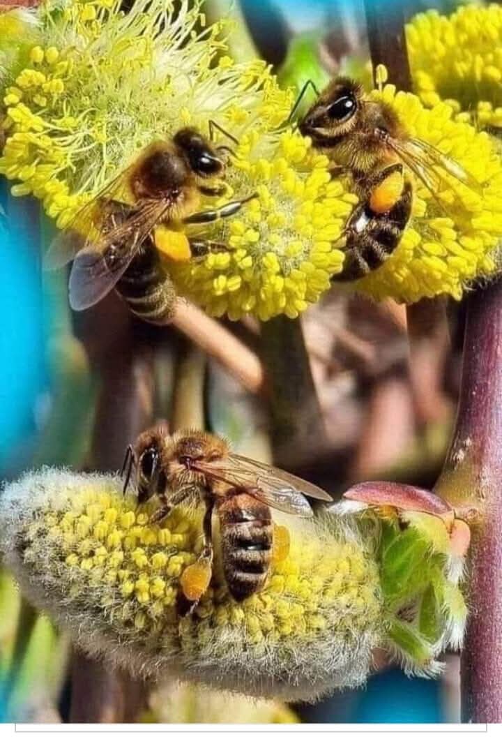 FaBA Honey🍯🐝 tweet media