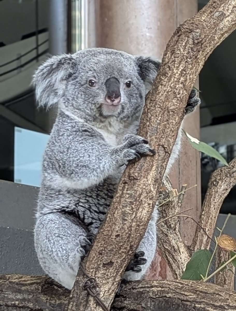 「こまち」搬出当日の4/22（水）、「あずま」は固まっていて採食もあまり見られませんでしたが、翌日（4/23）の朝にはユーカリを見ると身を乗り出してきてすぐに食べ始めました。
ひとり立ちした「あずま」のこれからの成長を見守ってください。

＃多摩動物公園　＃コアラ