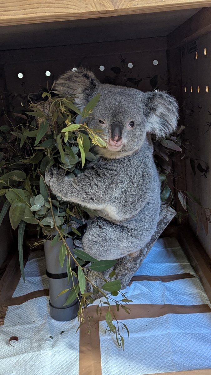 搬出時の様子も少しご紹介します。
多摩動物公園を出発する前の「こまち」。
この後、道中で「お弁当のユーカリをたくさん食べていた」と淡路ファームパーク イングランドの丘の方から聞いてひと安心しました。