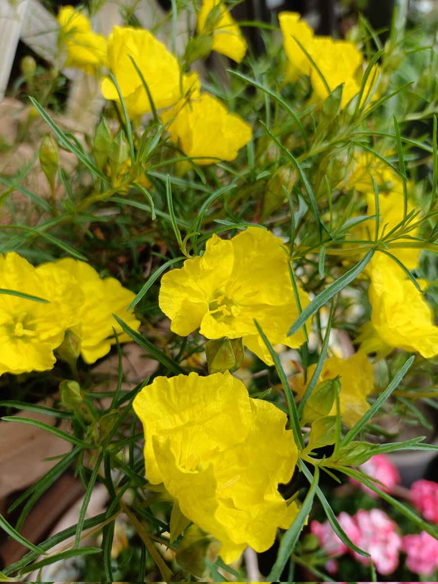 おはよう☀︎

朝寒かったね
体調気をつけてね

良き一日を🍀

カリロファス
 サニーチャープ

年越し成功
この子めちゃくちゃ強くておすすめ
夏の暑さにも負けないし
めちゃ霜柱ができる地域なんだけど冬も軒下で越せたよ

肥料もそんな必要ないし
乾燥気味でも大丈夫