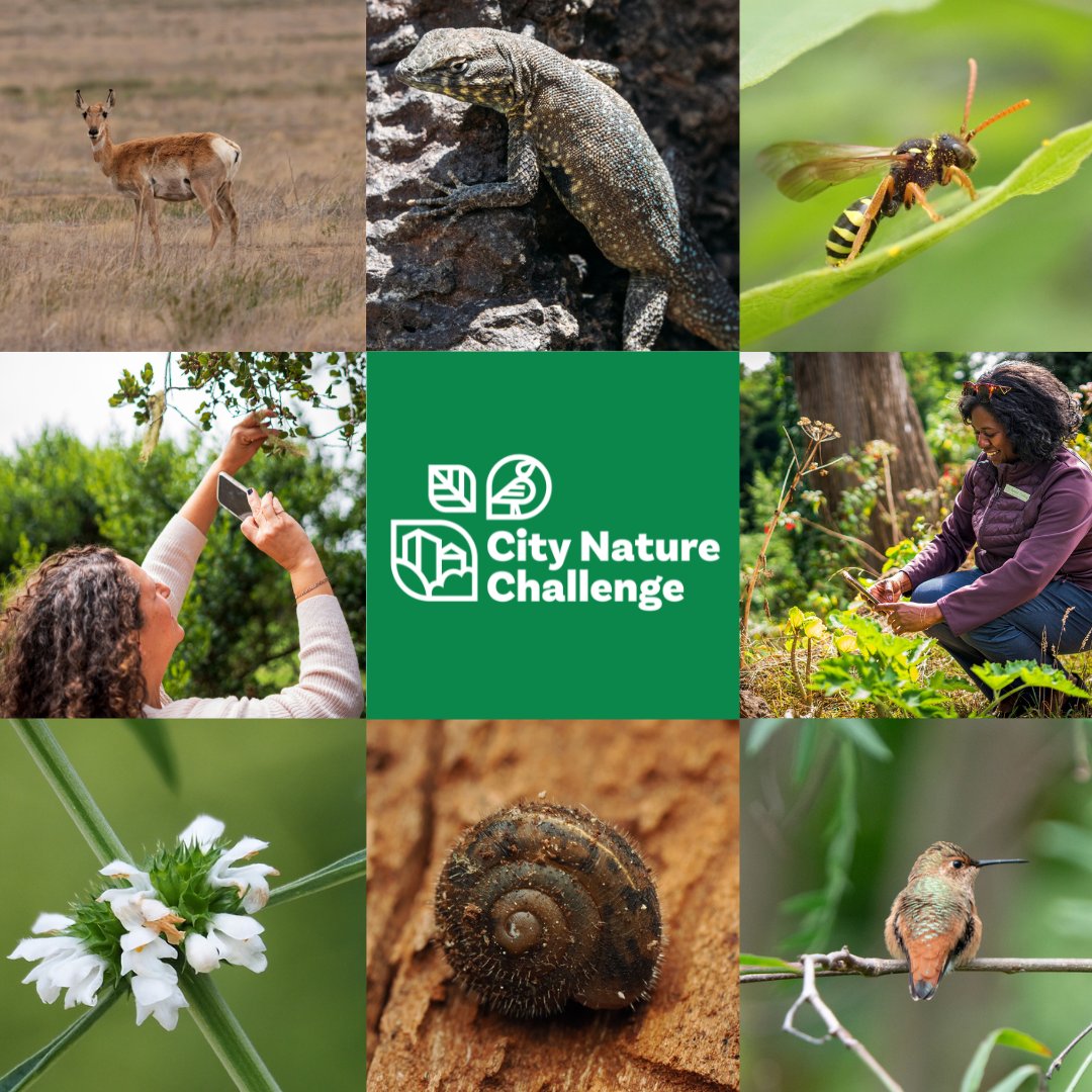 FresnoZoo's tweet photo. Nature? ✅Smartphone? ✅Curiosity? ✅ You’re ready to participate in the #CityNatureChallenge! 

From Apr. 24-27, people from 700+ cities around the world are using @inaturalist to share observations of animals, plants, and more. Swipe to learn how to join → https://t.co/vncaGUDPvv